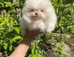 Toy Pomeranians Pom