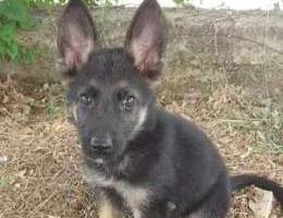 German shepherd