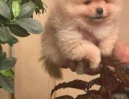 mini pomeranian ( real photos)