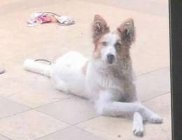 Dog for adoption (female) 9 months max med...