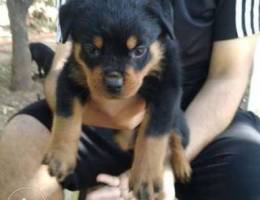 Rottweiler puppies available