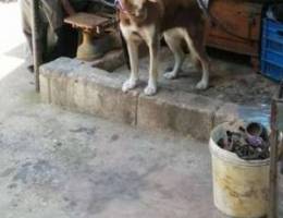 Husky pure female kalbe raw3a ktir 7elwe w...