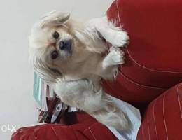 Need male pekinois for mating