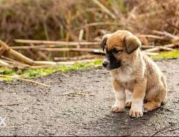 Anatolian shepherd