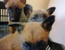 Malinois puppies