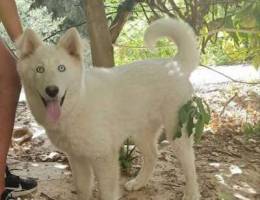 Husky abyad