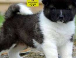 American Akita puppies for reservations