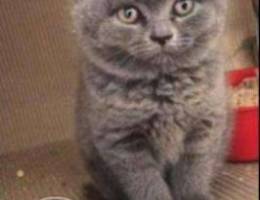 british and scottish fold for sale