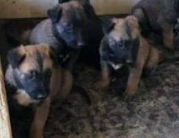 Top Pure Breed Malinois Puppies