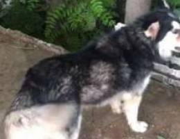 husky big size long hair