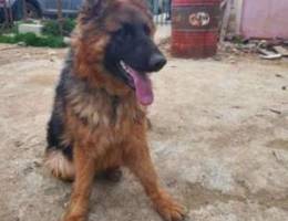 Super long hair German Shepherd dog