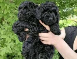 Toy poodle Black