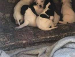 pointer puppies for sale