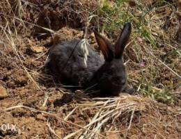 Giant rabbits