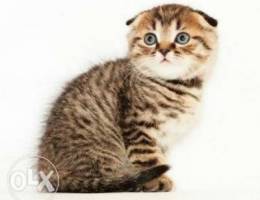 Scottish fold from Ukraine