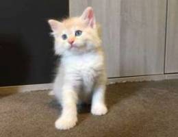 kitten light cream( long fur)