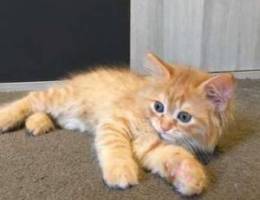 Dark ginger kitten ( mixed breed )