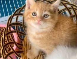 British shorthair red tabby kitten