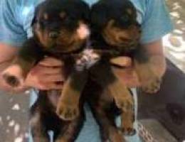 puppies male and female rottweiler