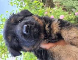 Black Mask German Shepherd