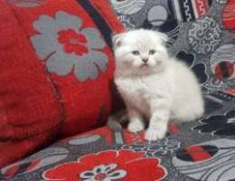 3 females w 1 male Scottish fold