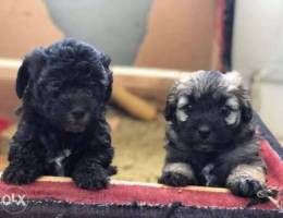 bichon bolognese puppies