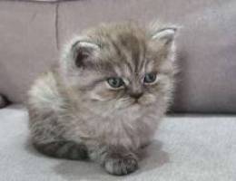 chinchilla Scottish fold male