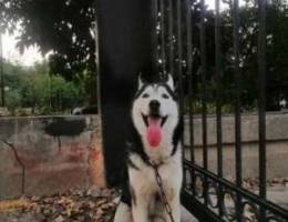 pure husky with blue eyes