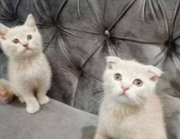 Scottish and British pure kittens healthy ...