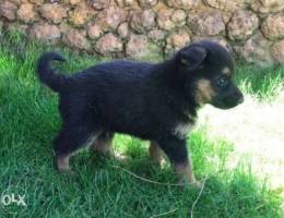 german shepherd puppies