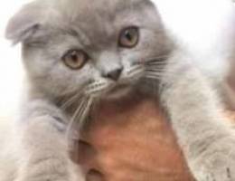 Scottish fold female three month with pape...