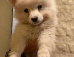 Pomeranian