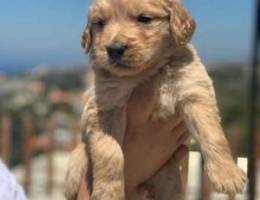 Female golden retriever