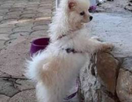 Loulou pomeranina female white dog SKY 3 m...