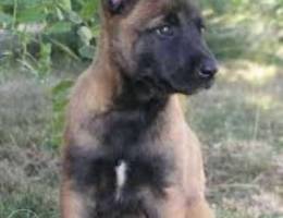 2 females malinois puppies