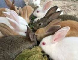 Rabbits all colors