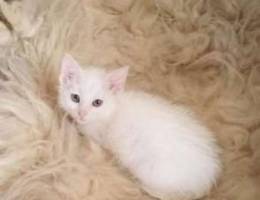 2 months White kitten for sale