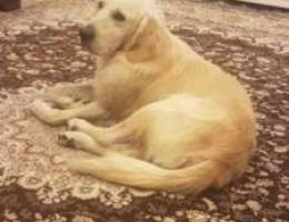 Male and pregnant female goldwn retriever ...