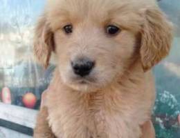 golden retreiver female puppy