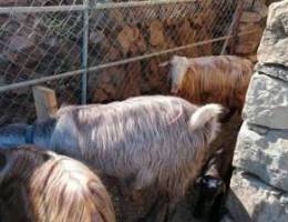 Livestock