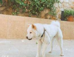 Japenese white akita for mating