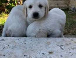 White Retriever puppies