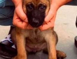 malinois female 2 months vaccinated