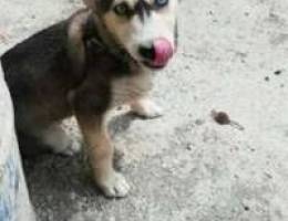 Husky (4 months old female)