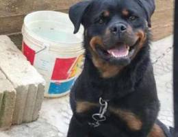 german rottweiler