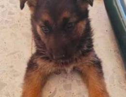 German shepherd female puppy ( 60 days )