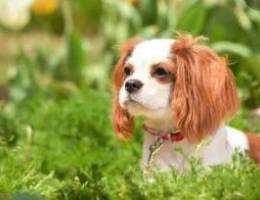 Toy cavalier king charles spaniel