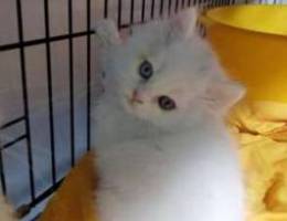 Special price female persian