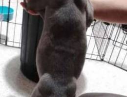 Bleu nose pitbull special price only 250