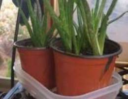 15 aloe vera small size good condition